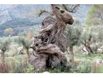 DAS ANDERE MALLORCA